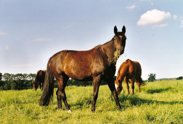 Pferd auf Wiese